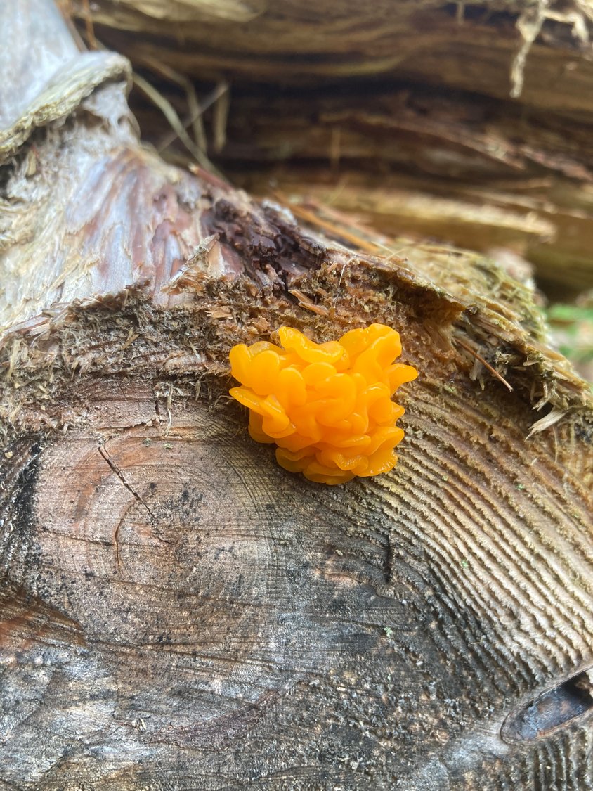Jelly fungi like this orange jelly fungus lose water in dry weather, but revive in rainy weather by absorbing water, which allows the fruit bodies to resume their normal size, shape and color. Similar in appearance, though less common in the Upper Delaware River region is witch’s butter, another delightful neighbor to know at Halloween!